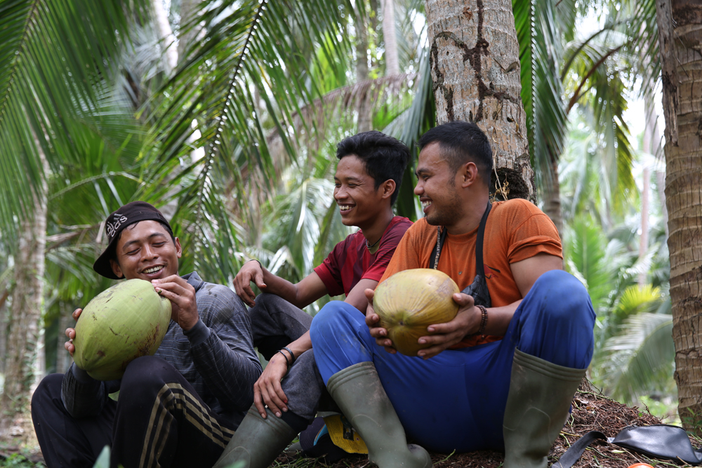 panen kelapa banten